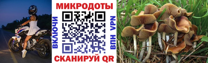Псилоцибиновые грибы Cubensis  где купить наркоту  Закаменск 